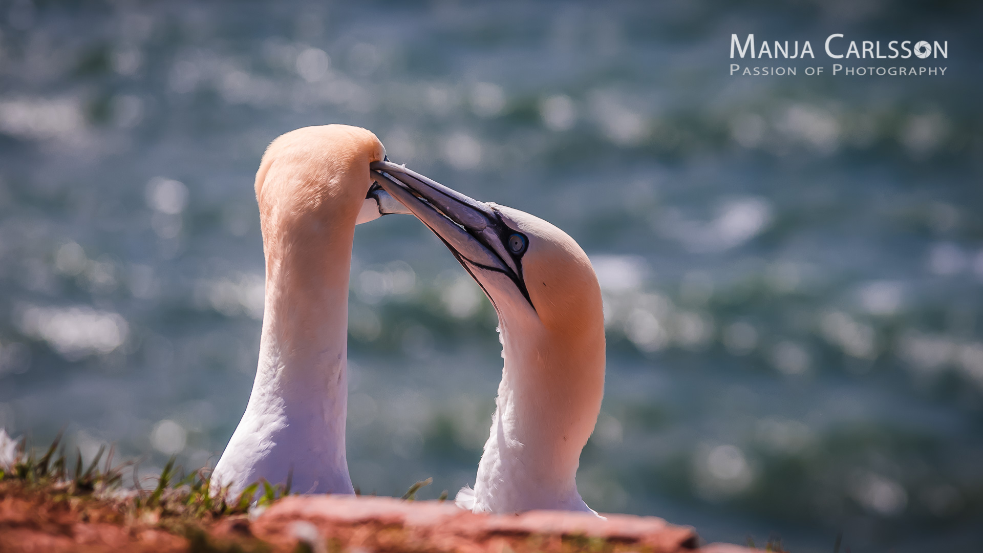Basstölpel-Helgoland-Paarpflege (f/4.5, 1/6000 Sek., ISO 400, 120mm)
