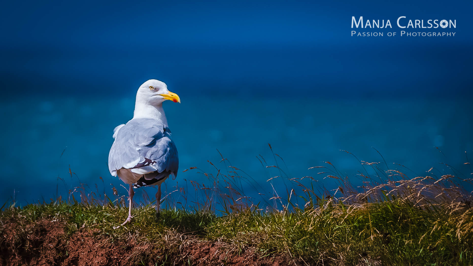 Möwe am Lummenfelsen (f/4, 1/3200 Sek., ISO 500, 120mm)