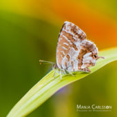 Minifalter auf Zitronengras