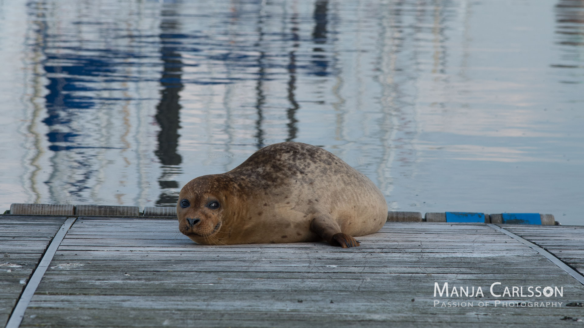 Seehund - Anlegesteg - Die Sonne ist untergegangen - Zeit zum Abschied nehmen