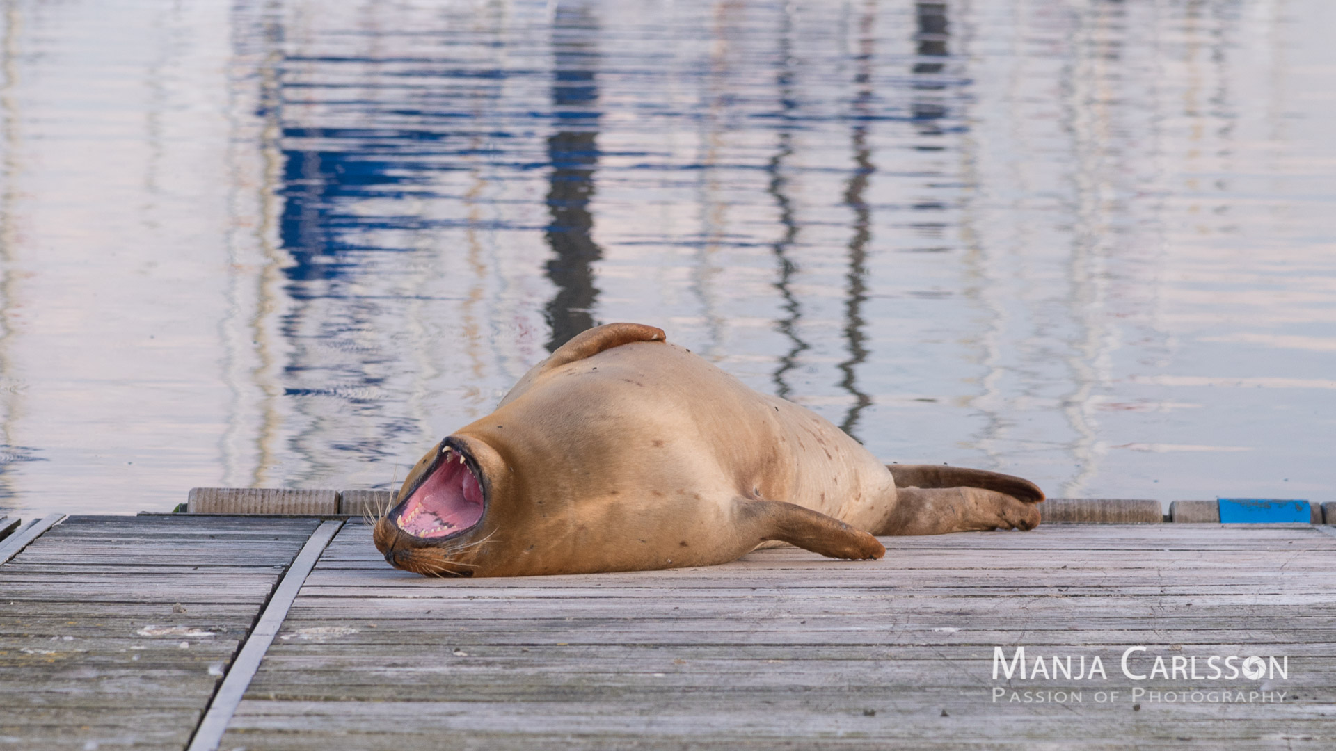 Seehund auf Anlegesteg wird schläfrig