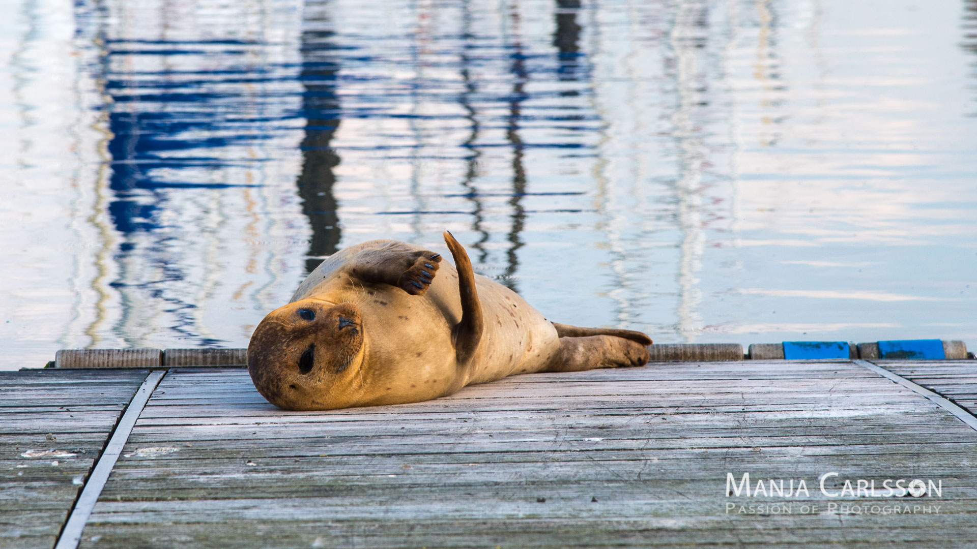 Seehund auf Anlegesteg