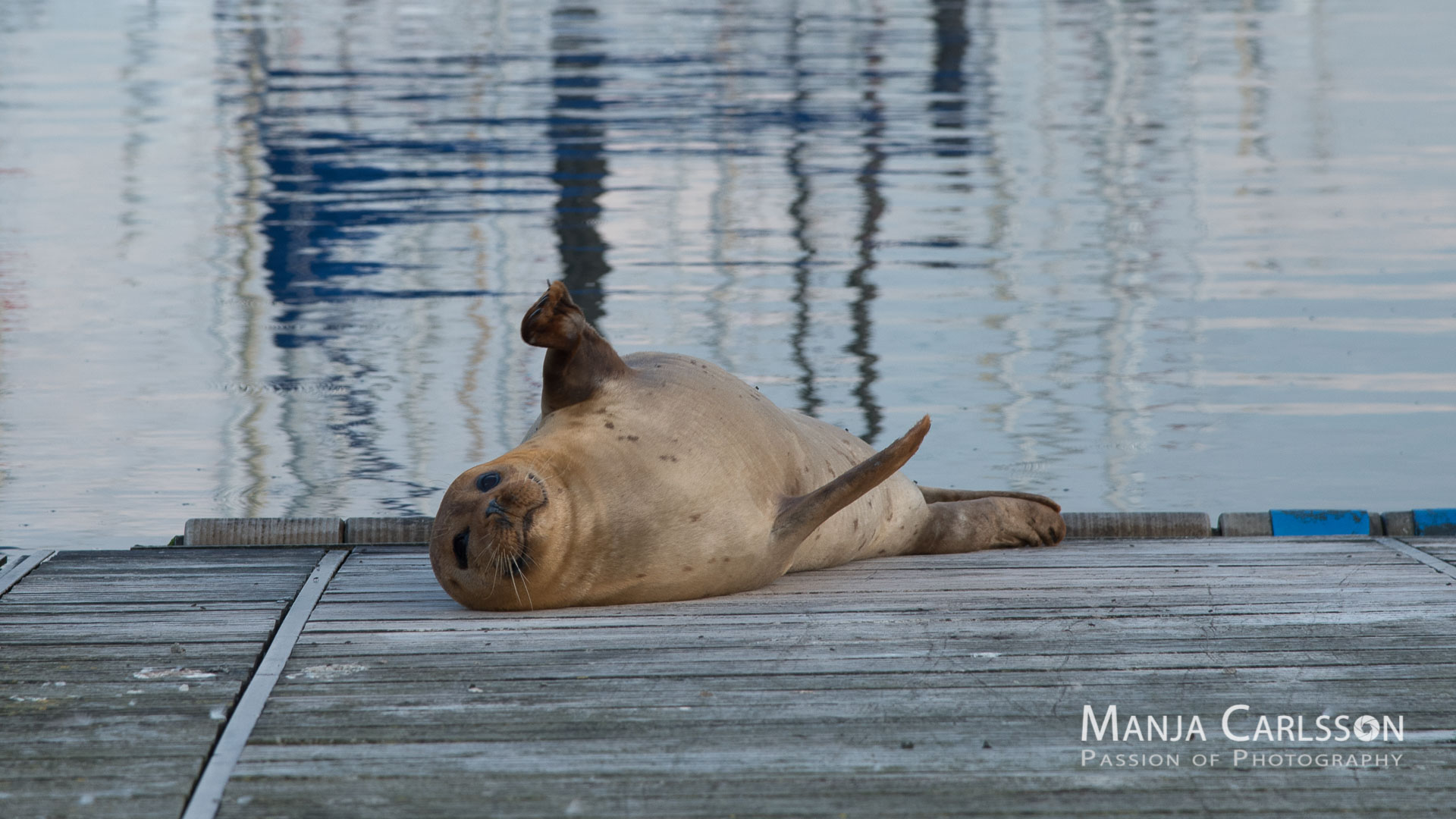 Seehund auf Anlegesteg winkt zum Abschied - Gute Nacht