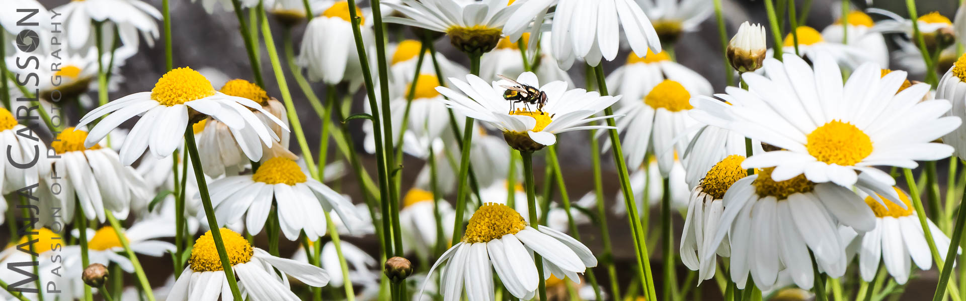 Fliege im Margeriten-Blüten-Meer