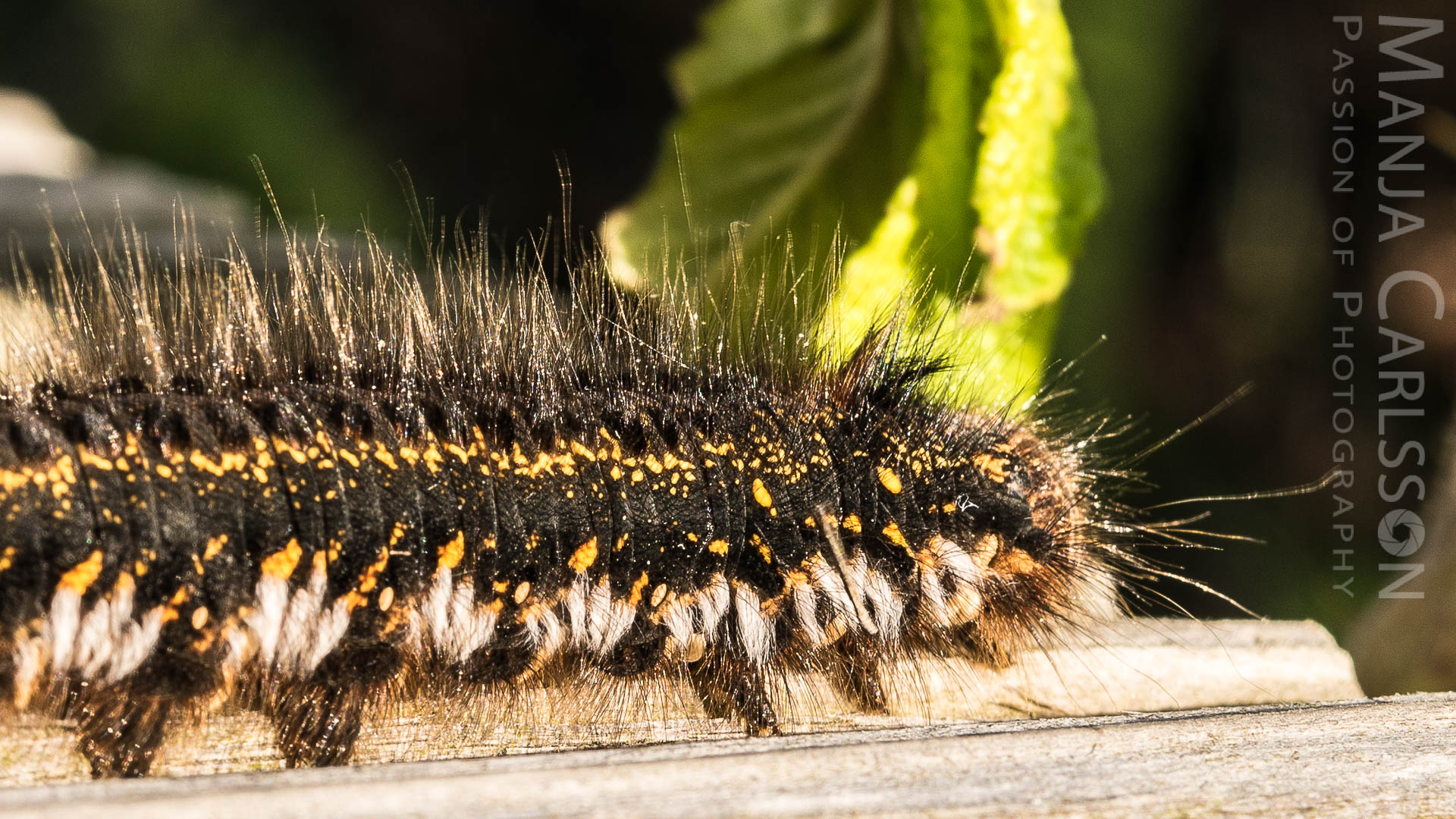 Grasglucken/Trinkerin - Raupe (Cosmotriche potatoria) auf der Uw