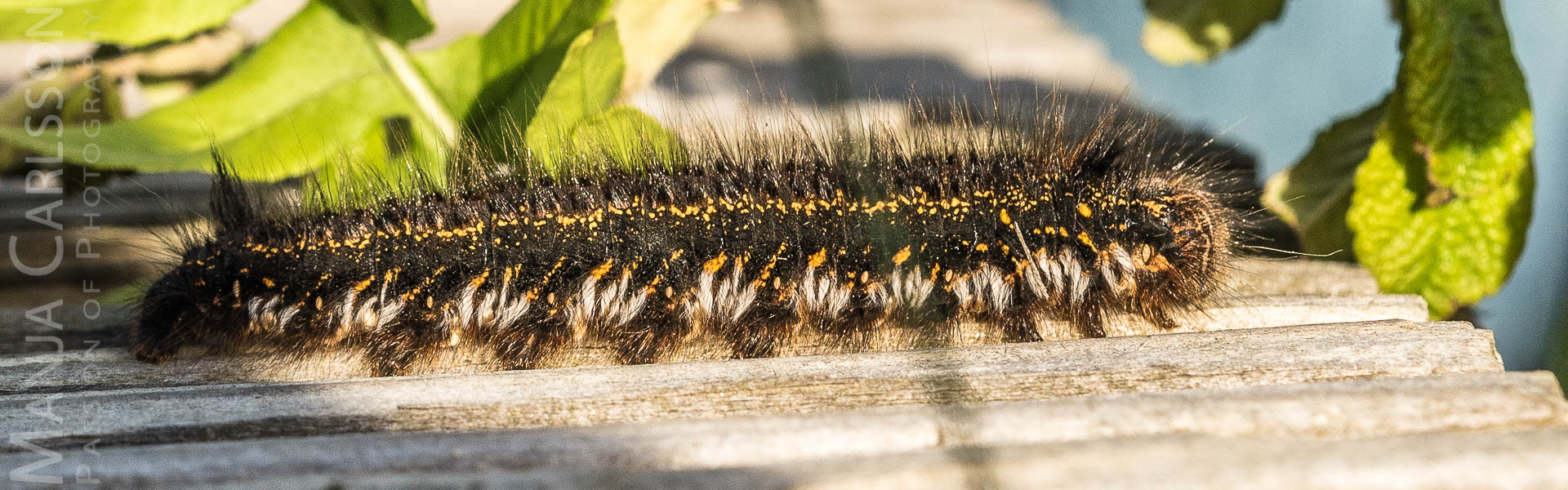 Grasglucken/Trinkerin - Raupe (Cosmotriche potatoria) auf der Uw