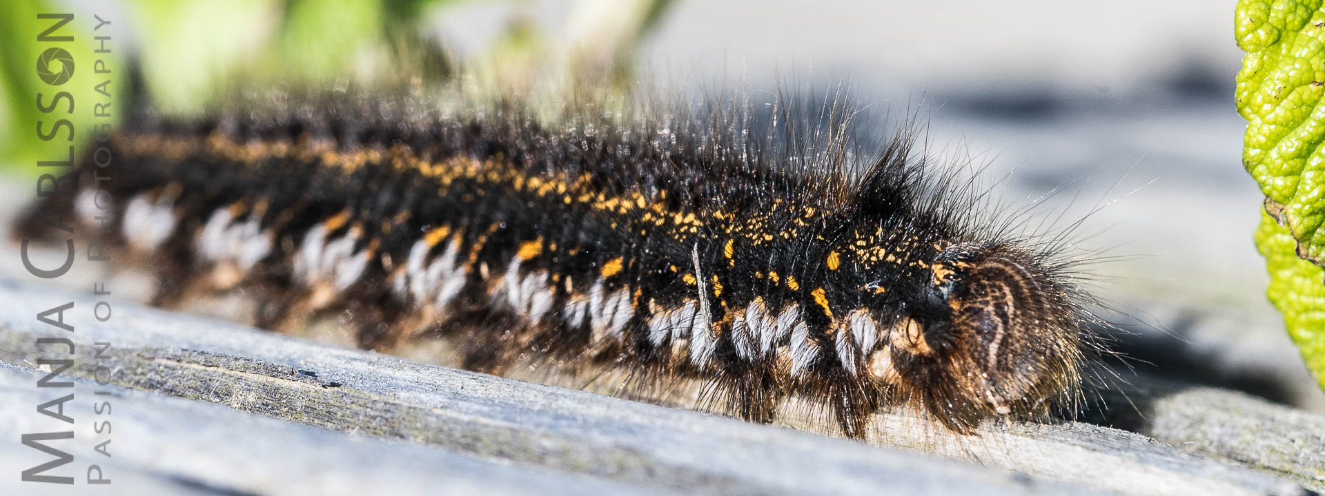 Grasglucken/Trinkerin - Raupe (Cosmotriche potatoria) von vorne