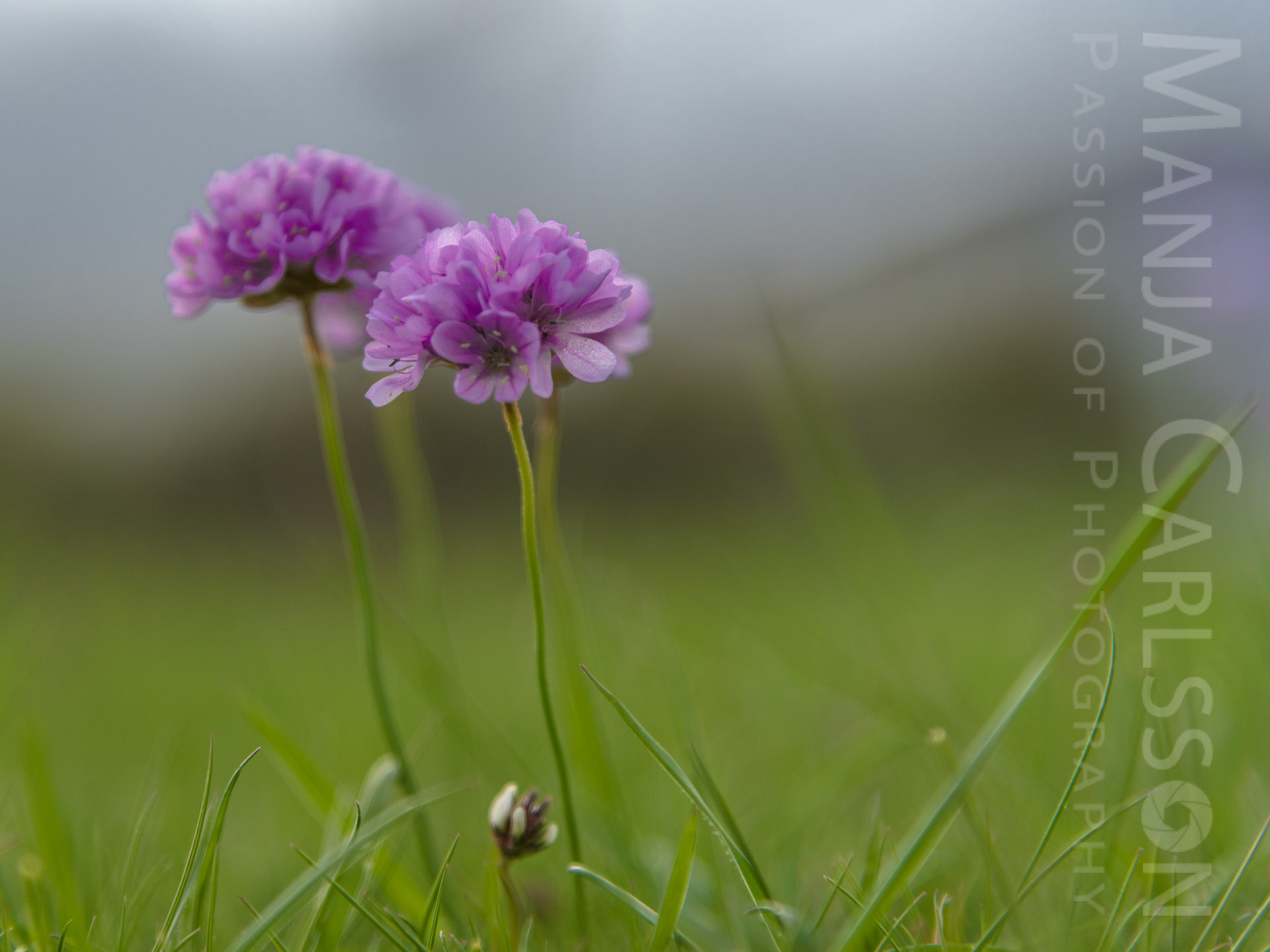rosa Wiesen-Blümchen im Gras - im böigem Wind