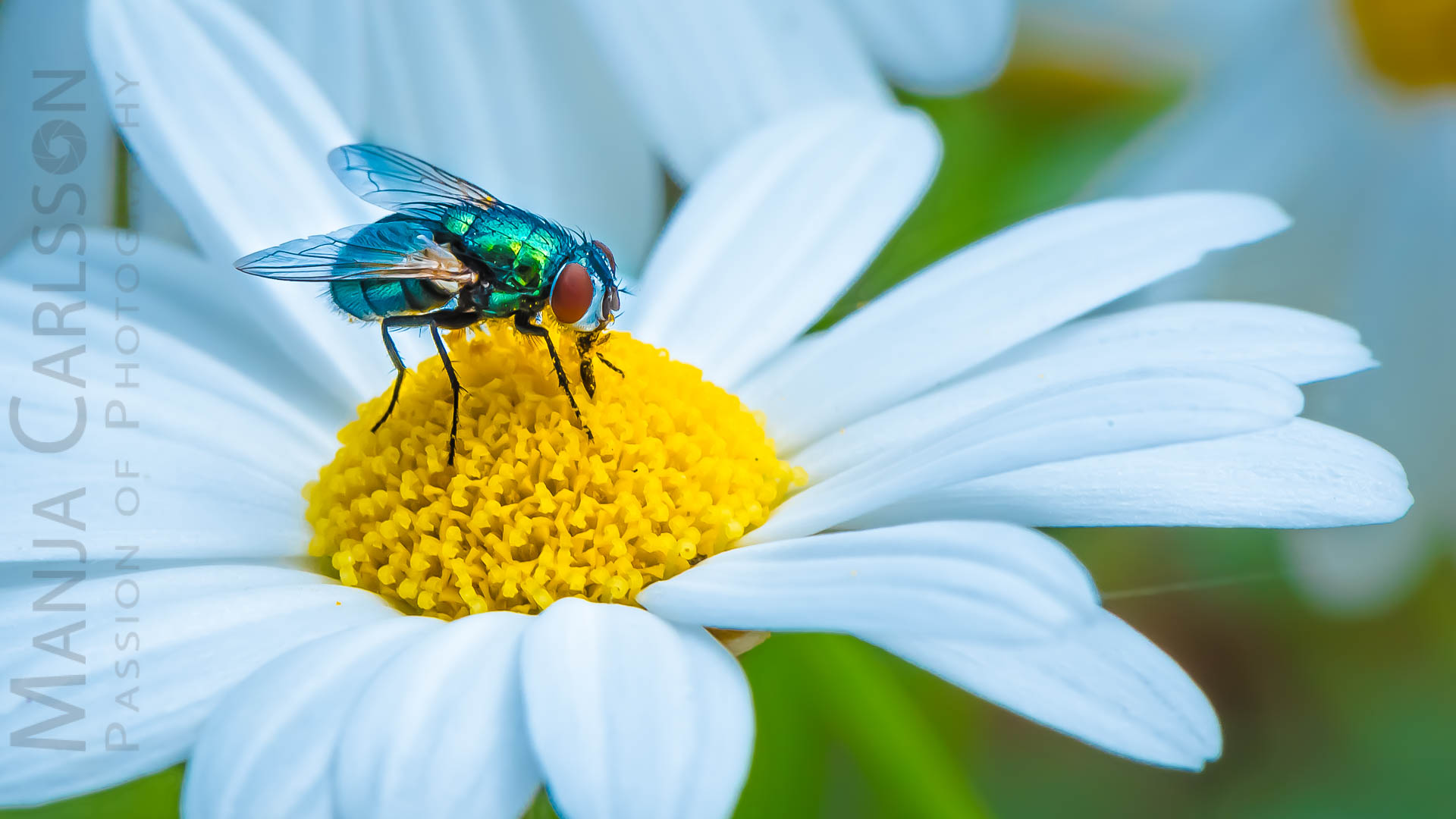 smaragdgrün schimmernde Fliege auf Margeriten-Blüte
