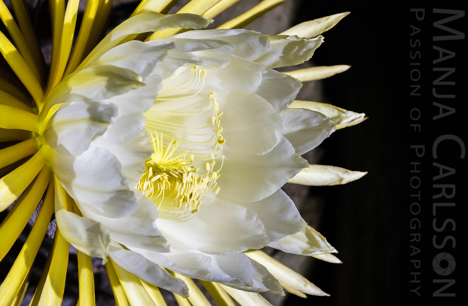 Königin der Nacht - Blüte für eine Nacht