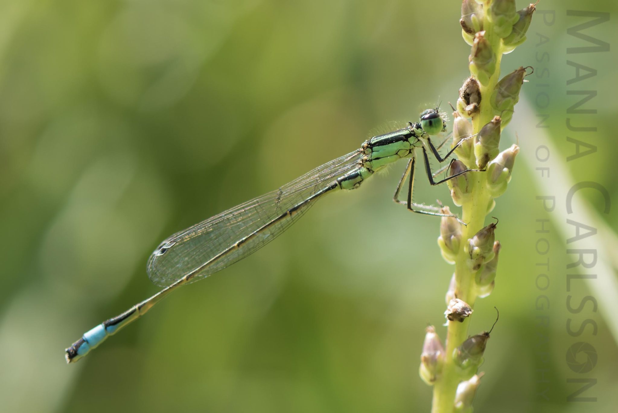 Azurjungfern Libelle
