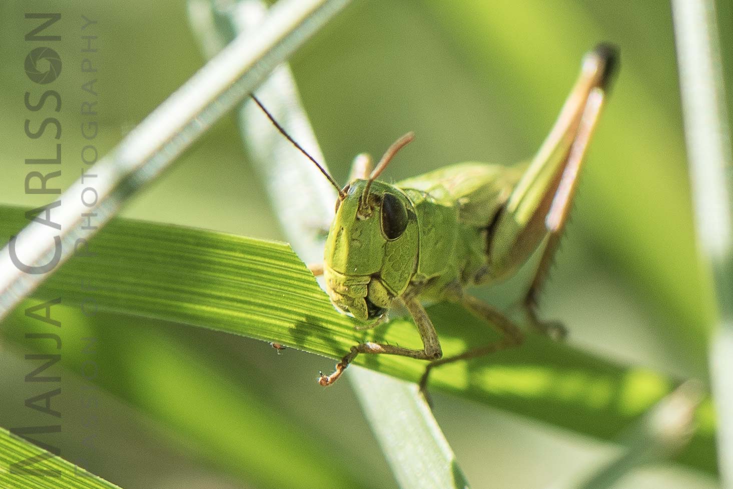 Feldheuschrecke - Sumpfschrecke