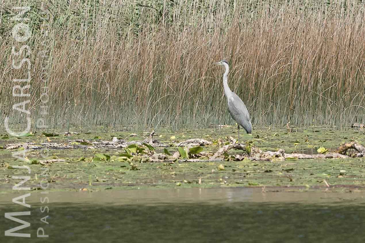 Graureiher im Biotop Lago d'Ampola Minore