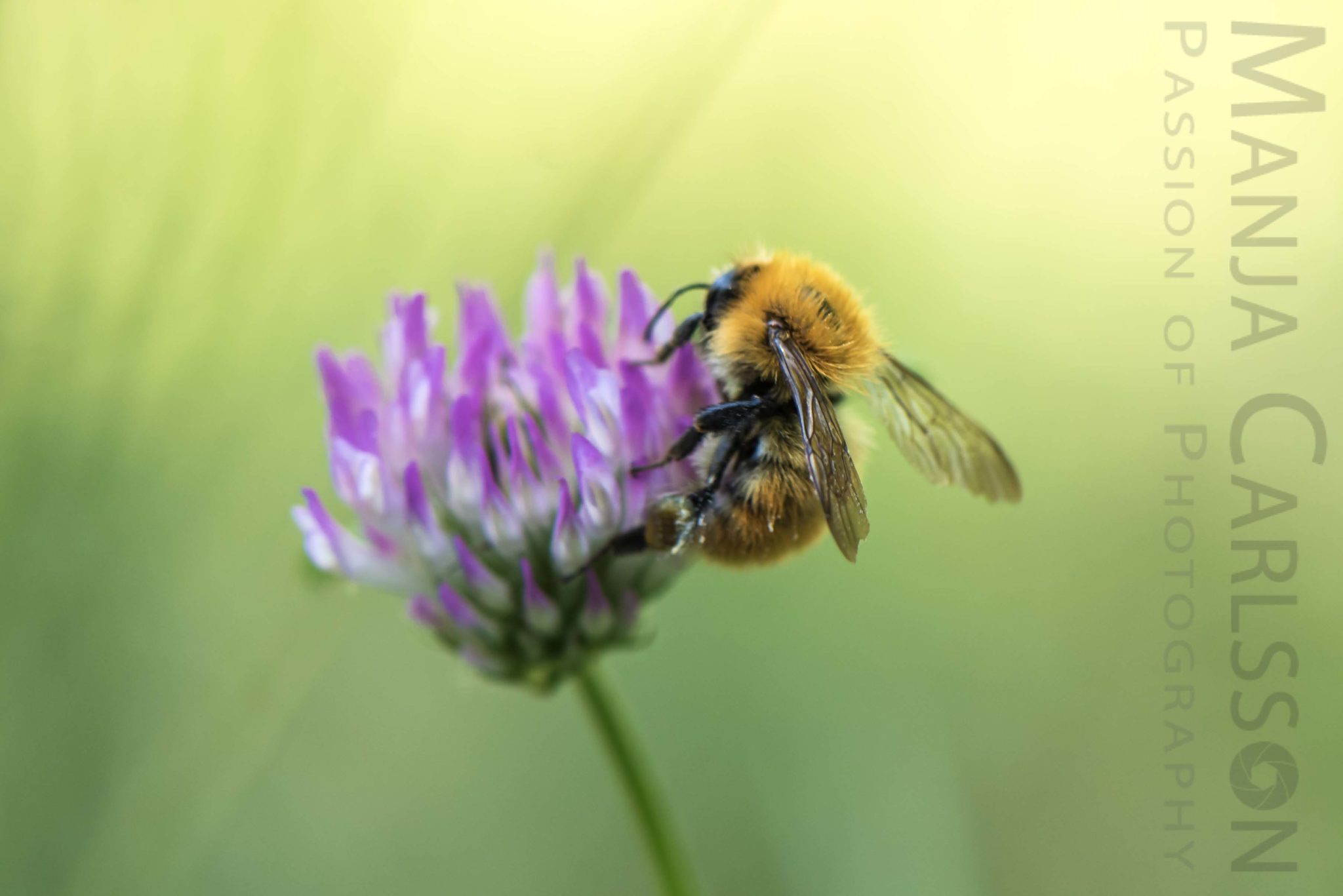 Landeanflug der Biene auf Kleeblüte