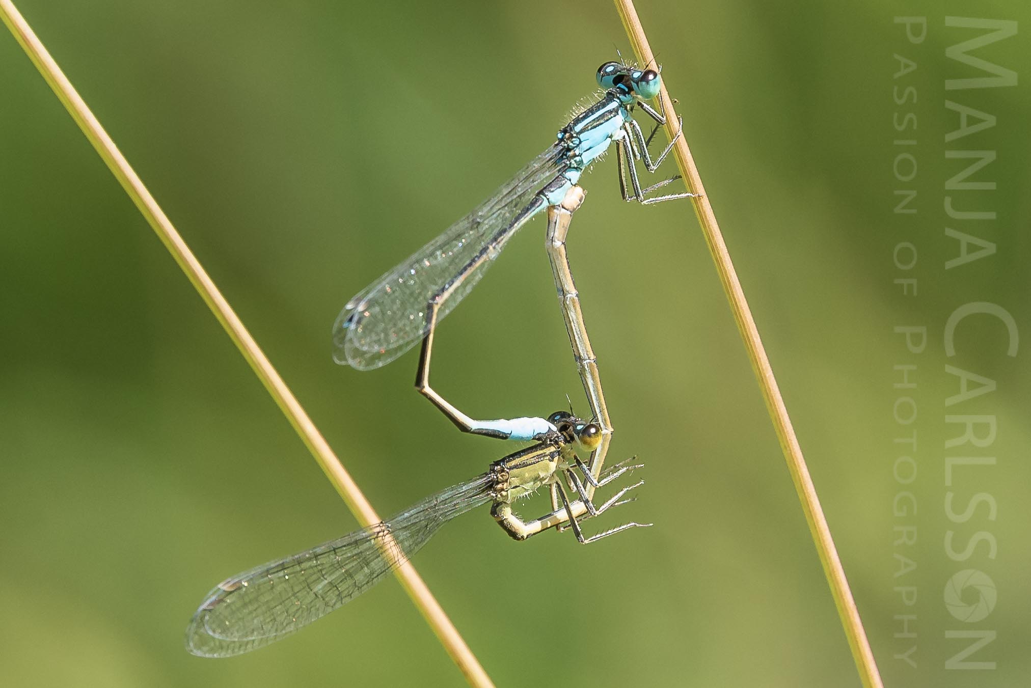Libellen bei der Paarung