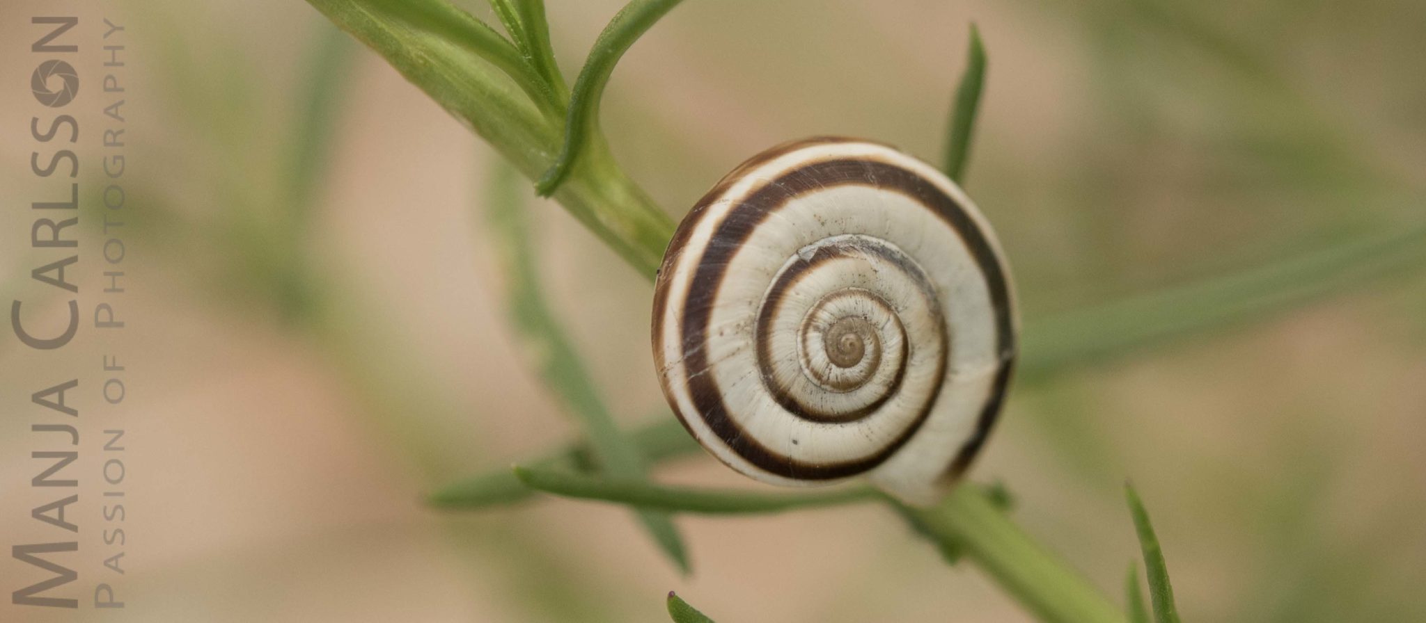 Weiße Heideschnecke