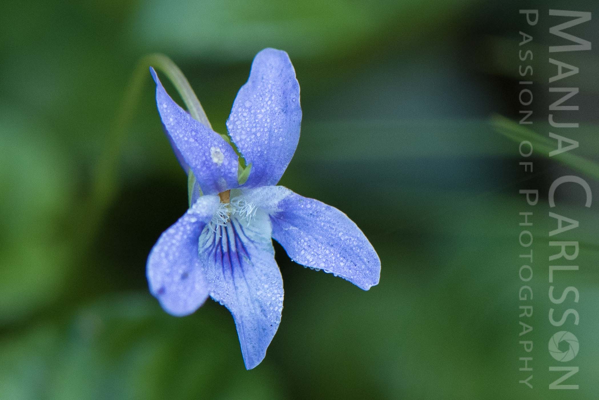 blau-lila Blümchen am Wegesrand