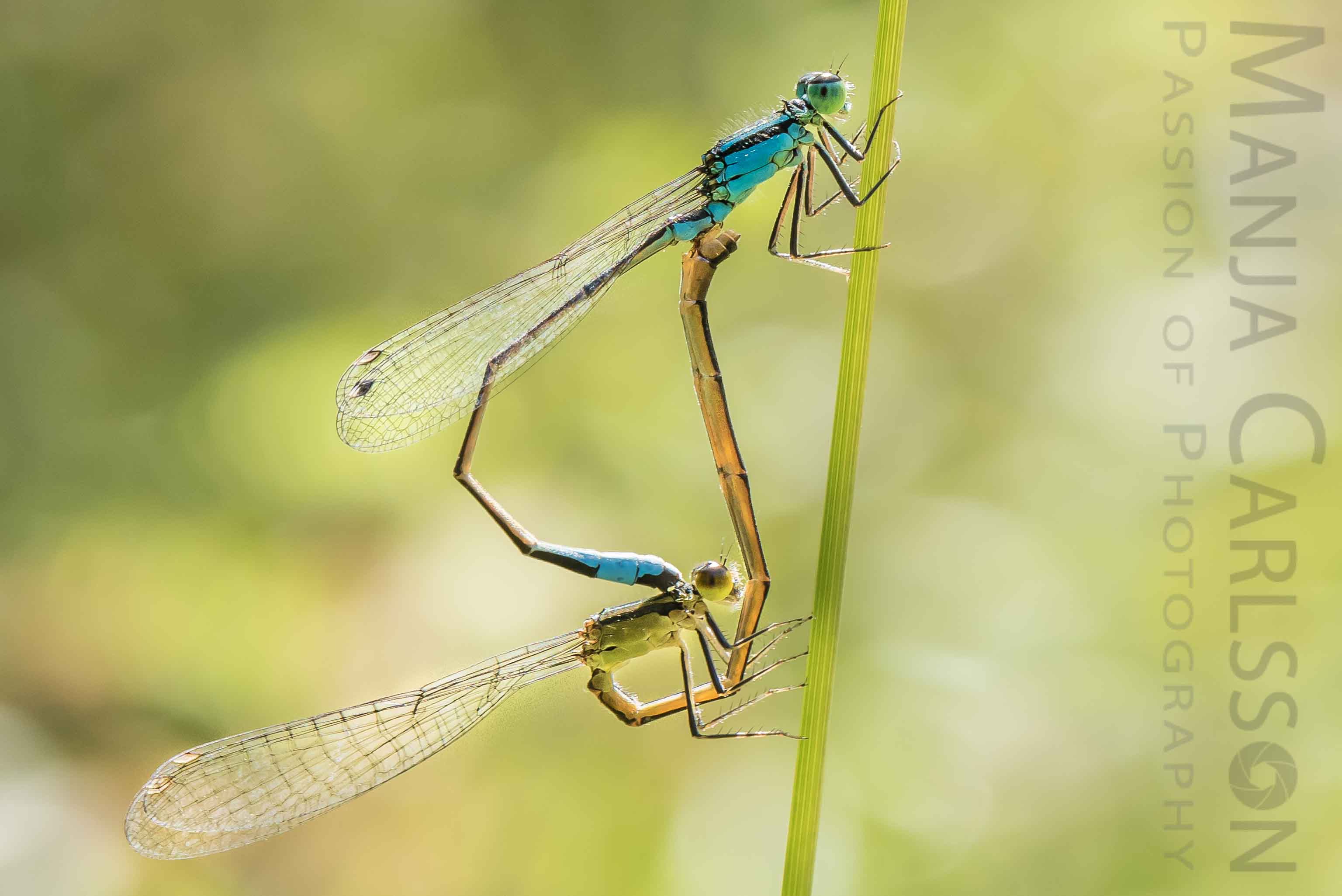 blaue Azurjungfern Libellen bei der Paarung