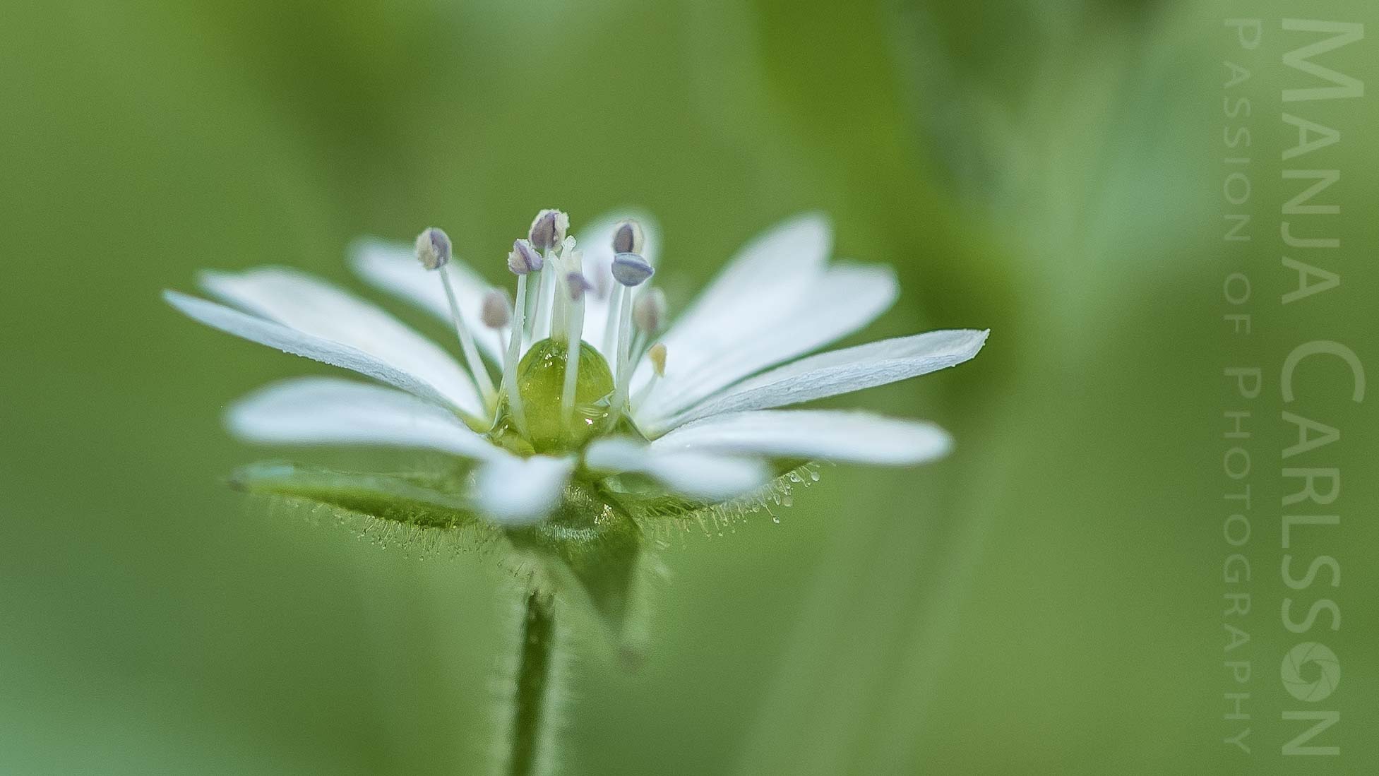 kleine weiße Blume - Biotopo Lago d'Ampola Minore