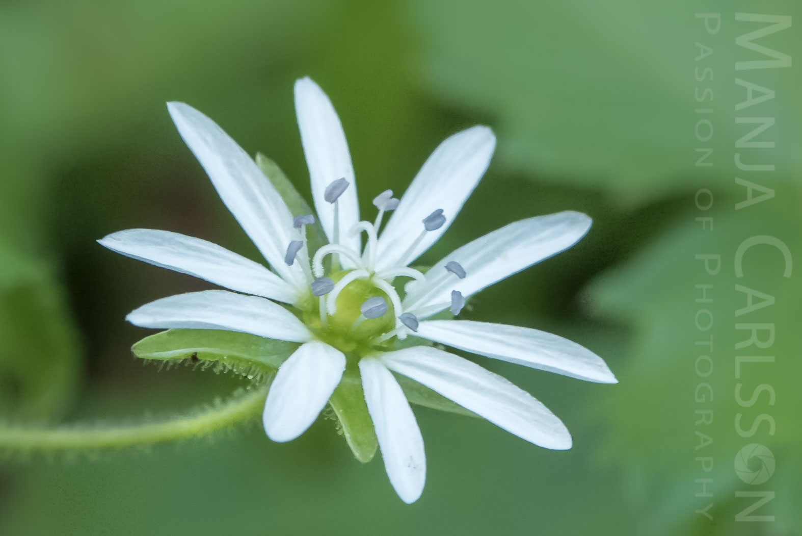 kleine weiße Blume - Biotopo Lago d'Ampola Minore