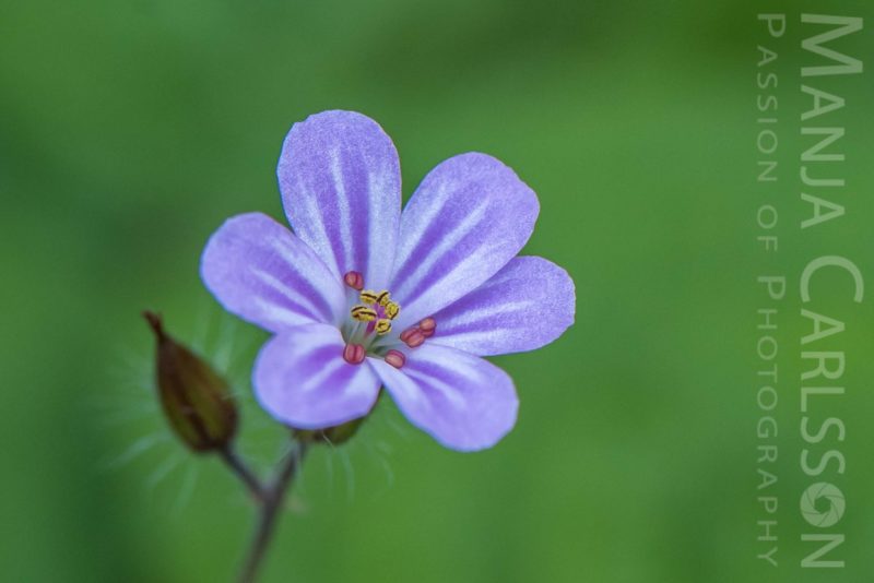 lila Blümchen am Wegesrand