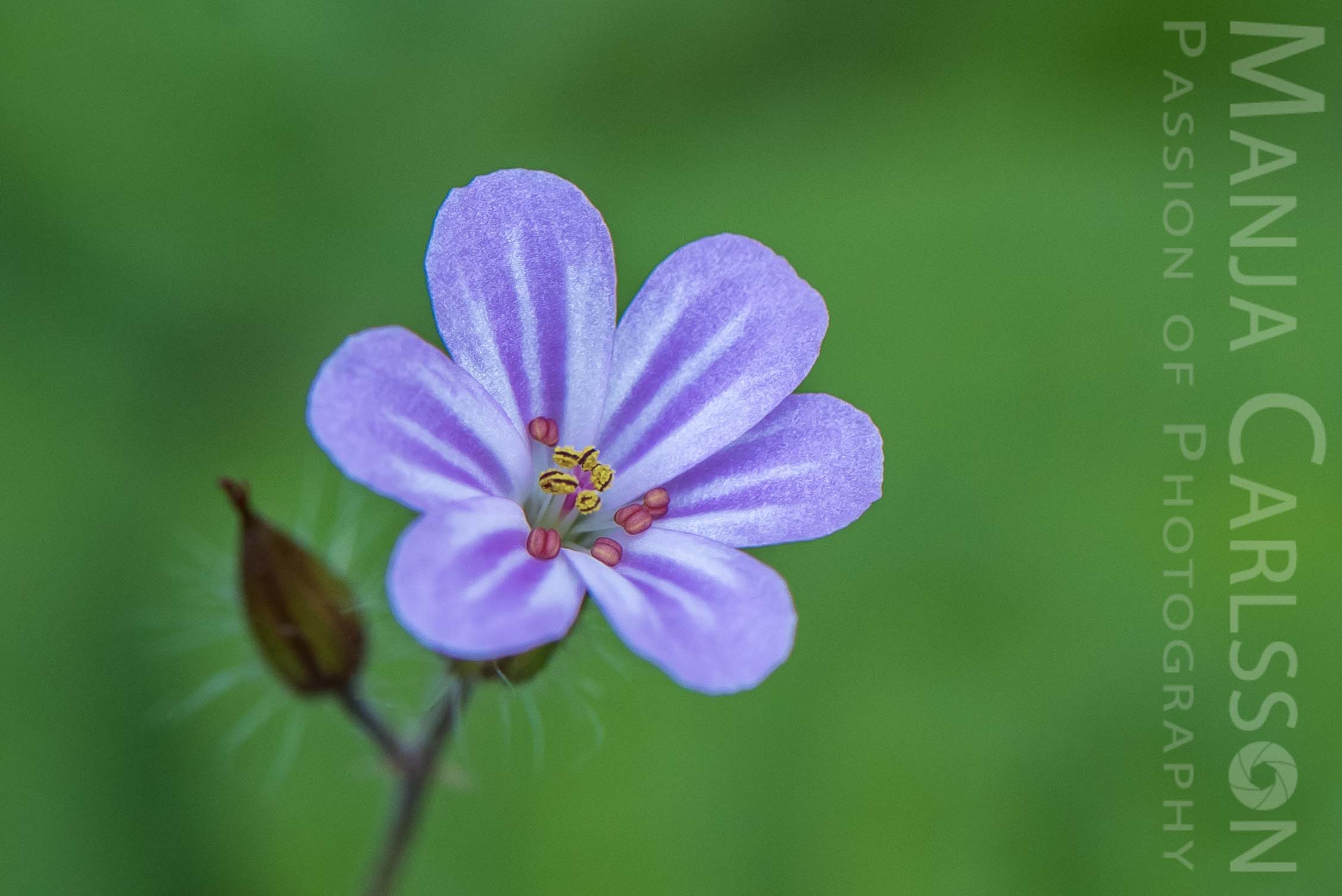 lila Blümchen am Wegesrand