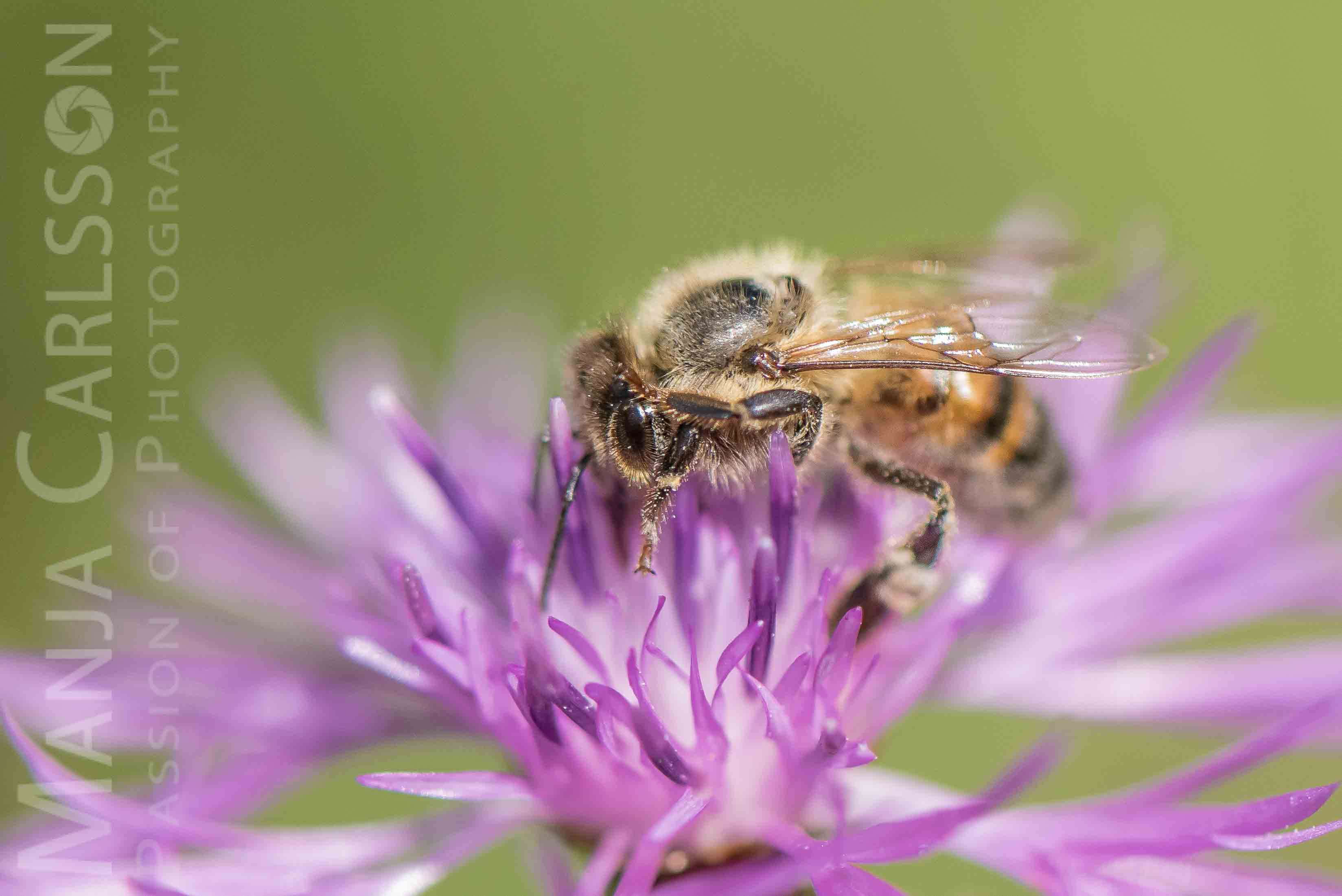 rosa Wiesen-Flockenblume mit Bienchen