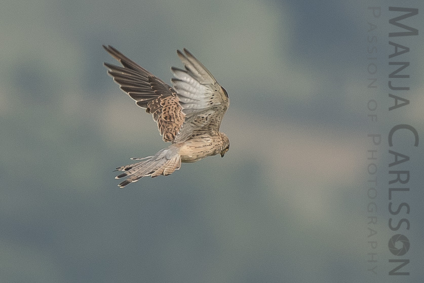 Falke auf Jagd - Flugpositionen