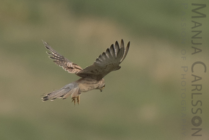 Falke auf Jagd - Flugpositionen