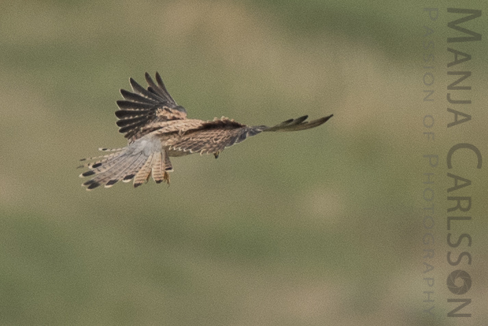 Falke auf Jagd - Flugpositionen