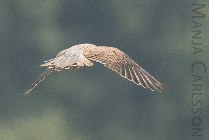 Falke auf Jagd - Flugpositionen