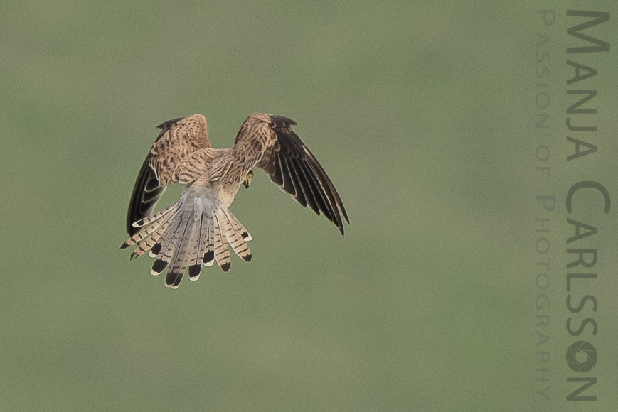 Falke auf Jagd - Flugpositionen