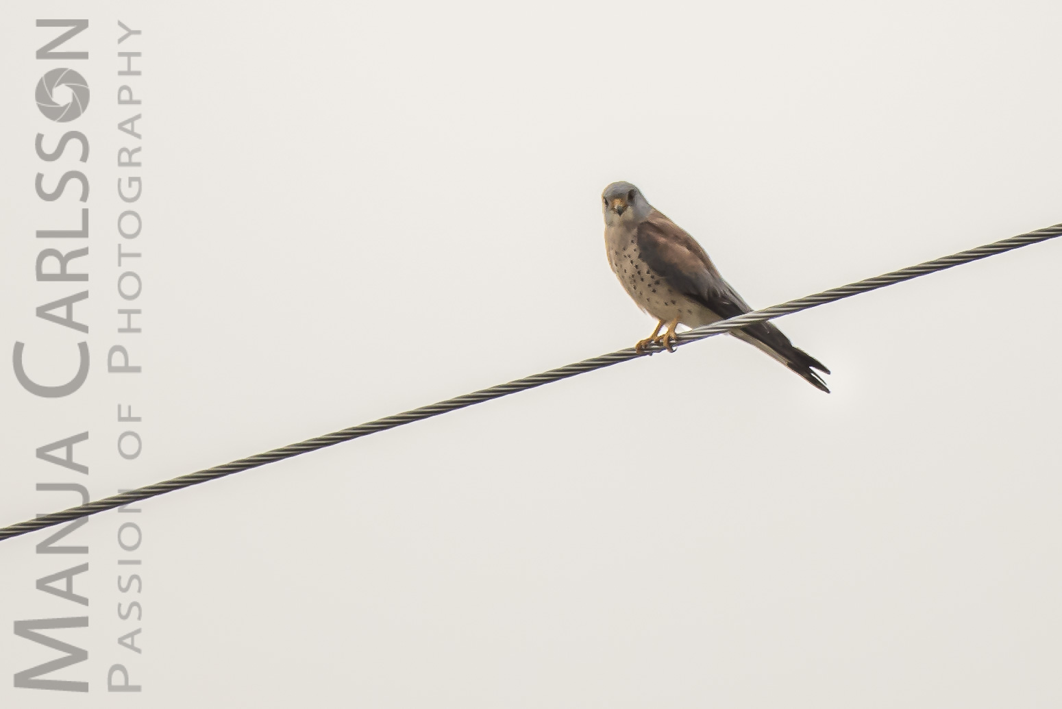 Falke auf Stromleitung im grellen Gegenlicht
