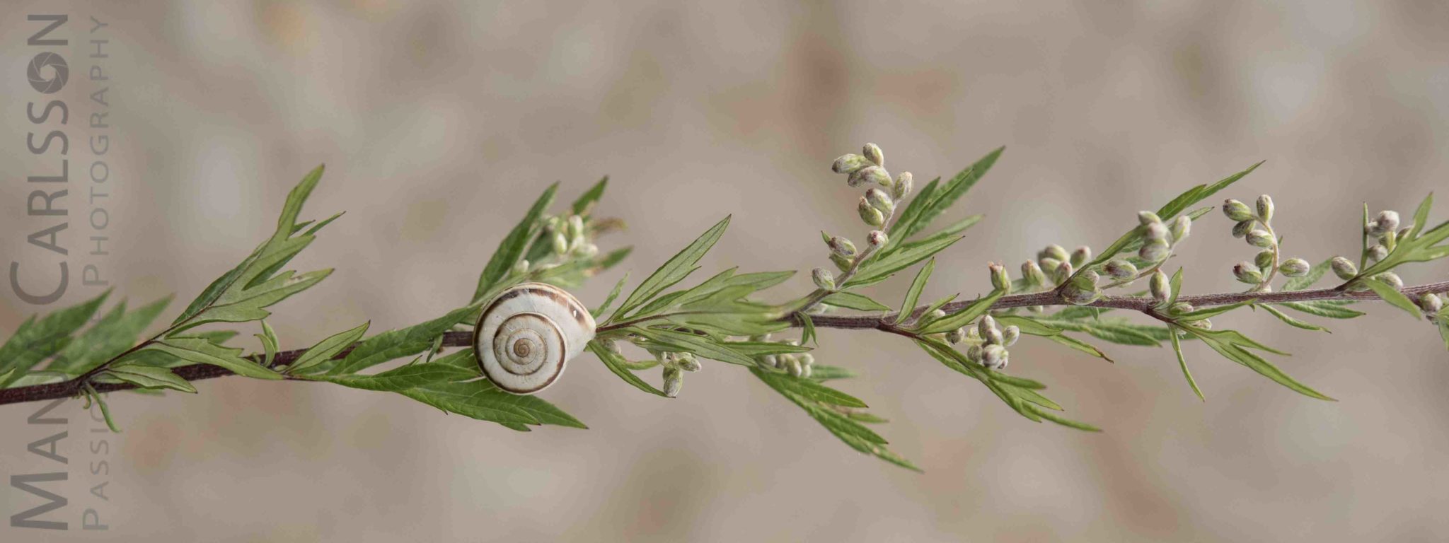 Kleine Schnecke auf Grashalm