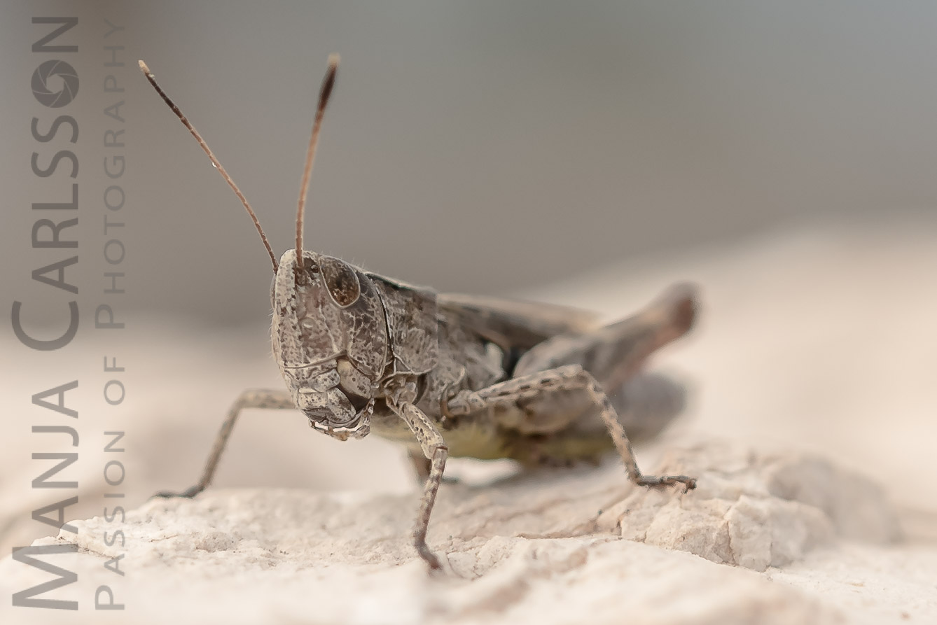 braune Heuschrecke auf Steinboden