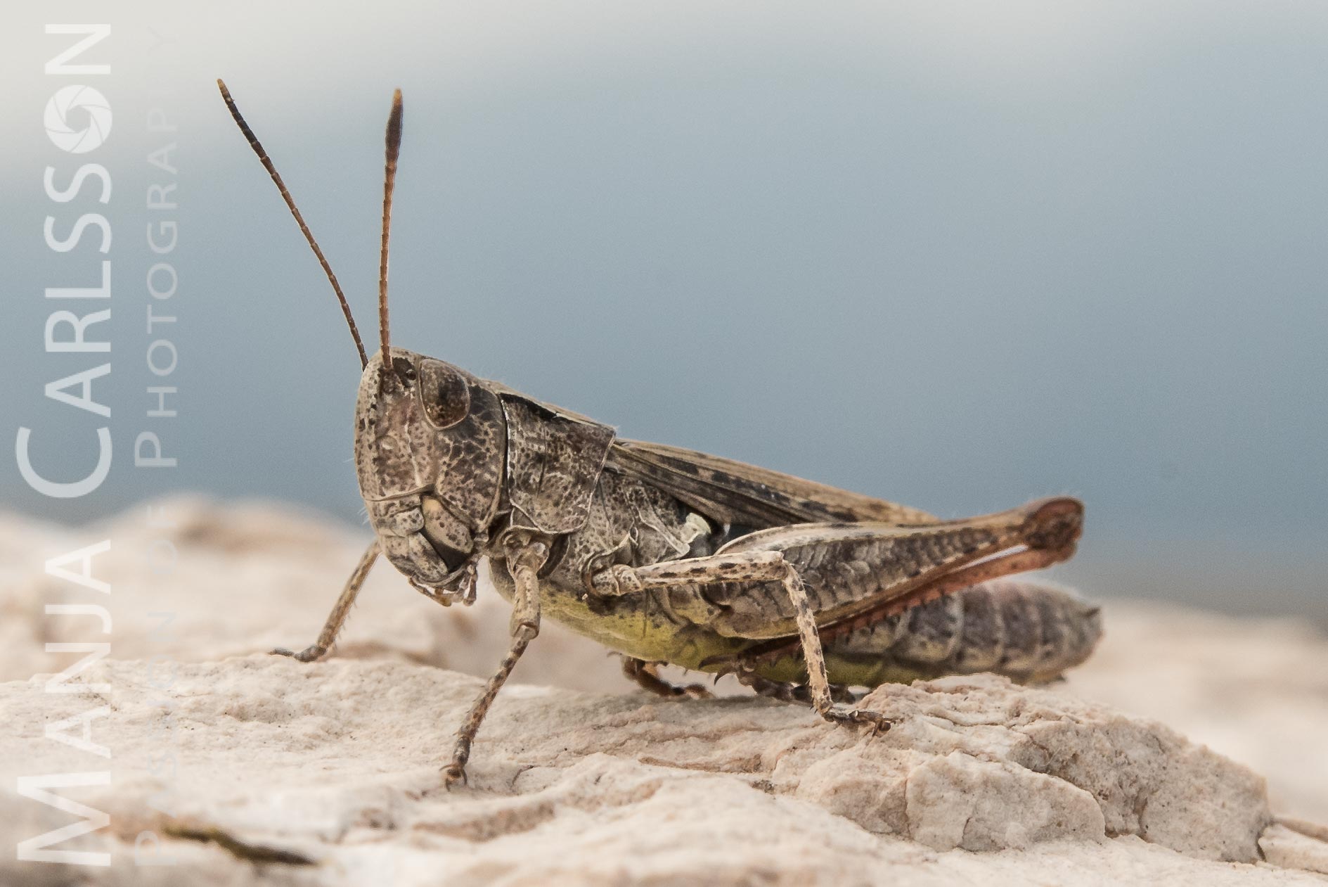 braune Heuschrecke auf Steinboden
