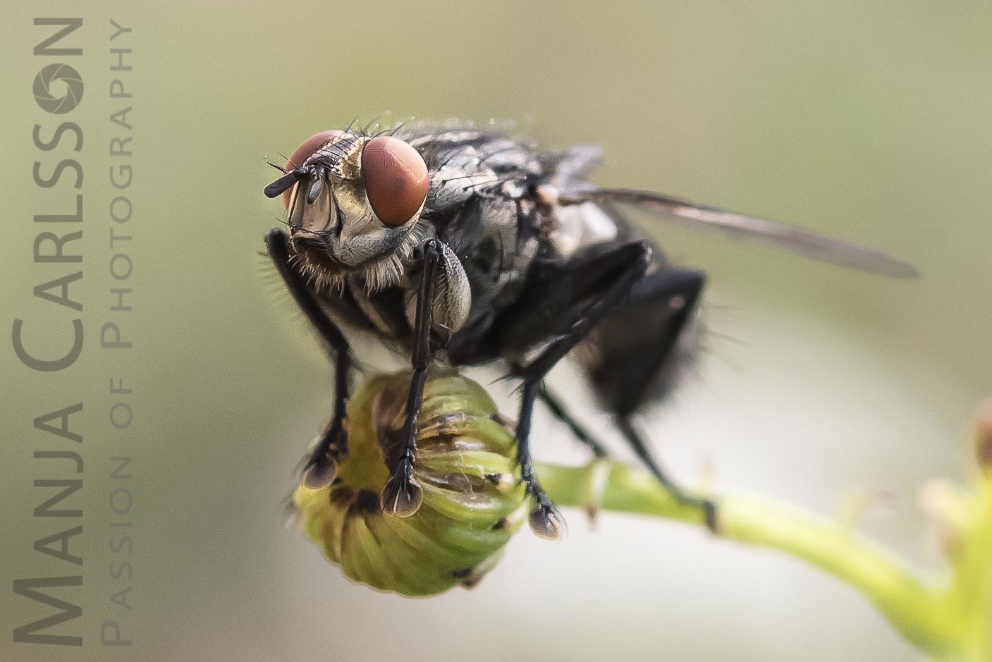 graue Fleischfliege auf Blütenknospe