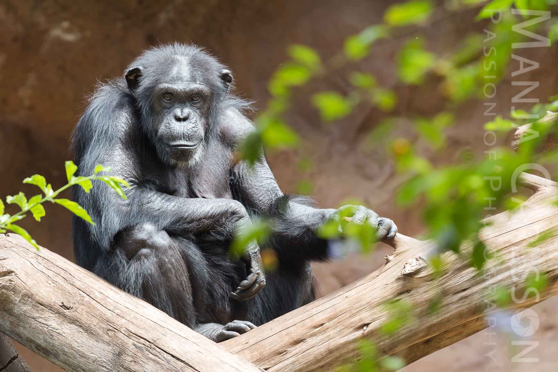 Blickkontakt mit einem Schimpansen