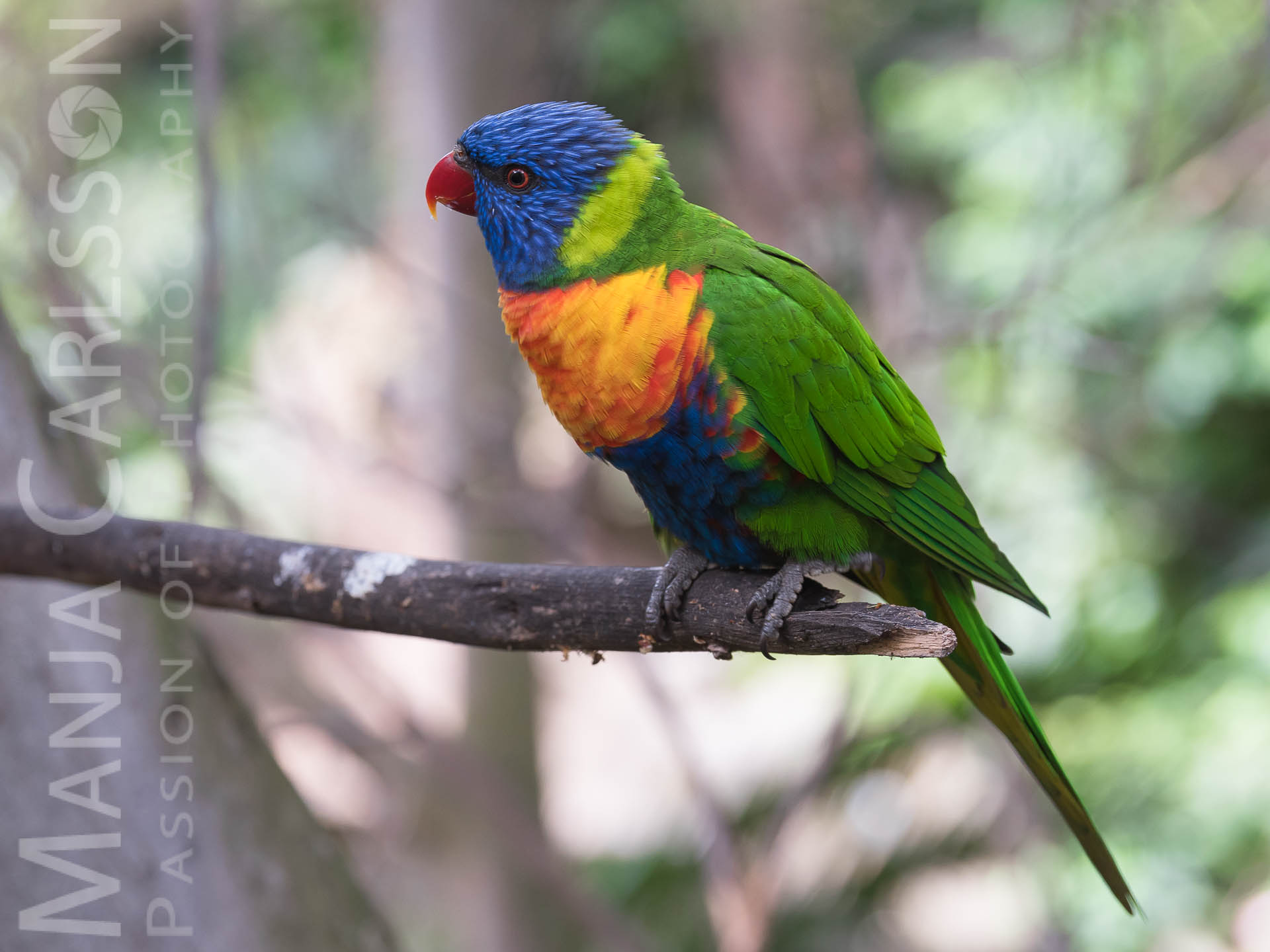 Gebirgslori Papagei - f/5,6 | ISO 640 | 1/160 Sek | 105mm Zuschnitt – Kamera: NIKON D750 + Objektiv: AF-S NIKKOR 70–200 mm 1:2,8E FL ED VR Gebirgslori Papagei