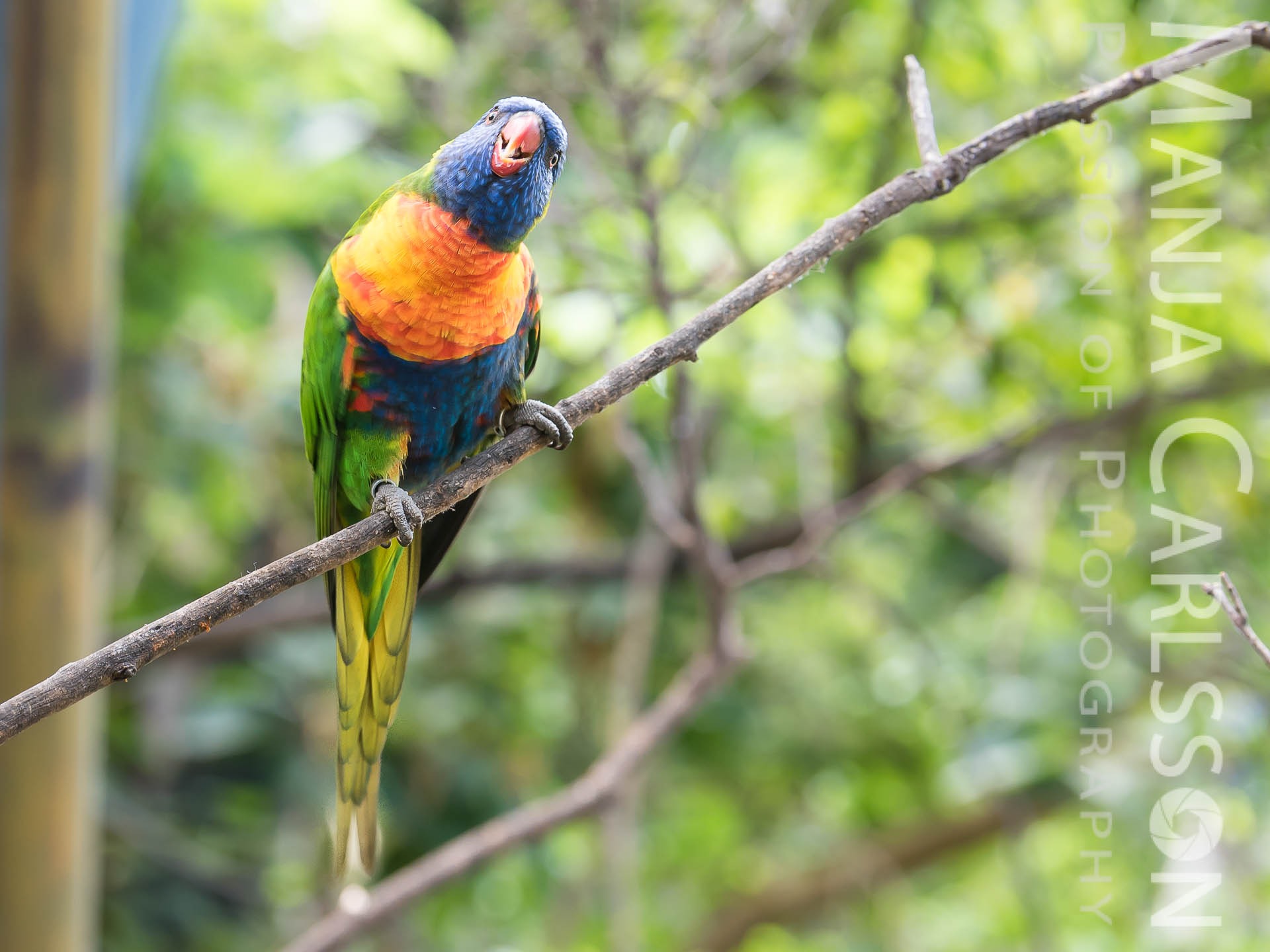 Gebirgslori Papagei - f/5,6 | ISO 320 | 1/30 Sek | 200mm Zuschnitt – Kamera: NIKON D750 + Objektiv: AF-S NIKKOR 70–200 mm 1:2,8E FL ED VR Gebirgslori Papagei