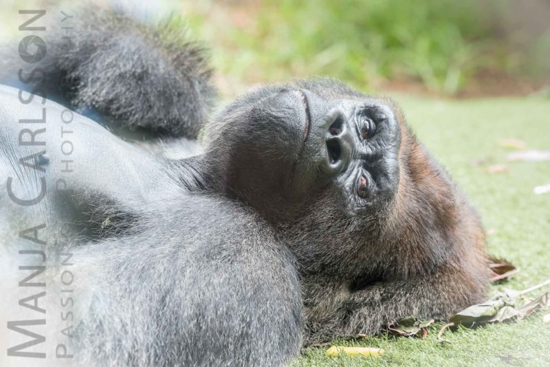 Im Augenkontakt mit dem Gorilla