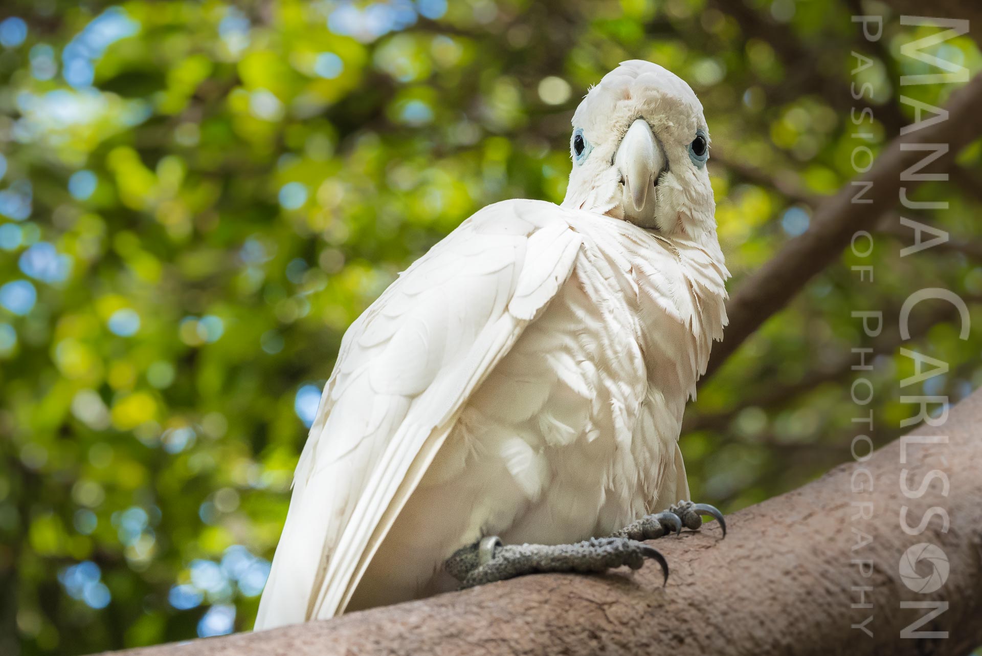 Papagei: großer Gelbhauben Kakadu - f/8 | ISO 1000 | 1/125 Sek | 105mm – Kamera: NIKON D750 + Objektiv: AF-S NIKKOR 70–200 mm 1:2,8E FL ED VR großer Gelbhauben Kakadu