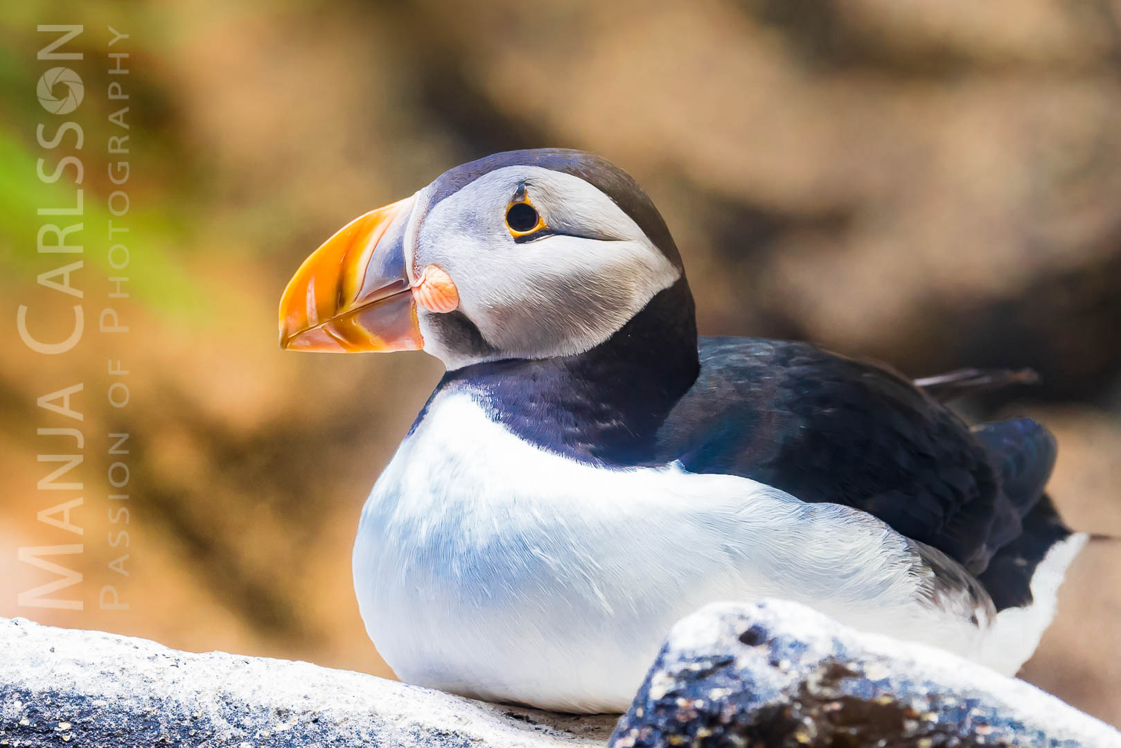 sitzender Papageientaucher