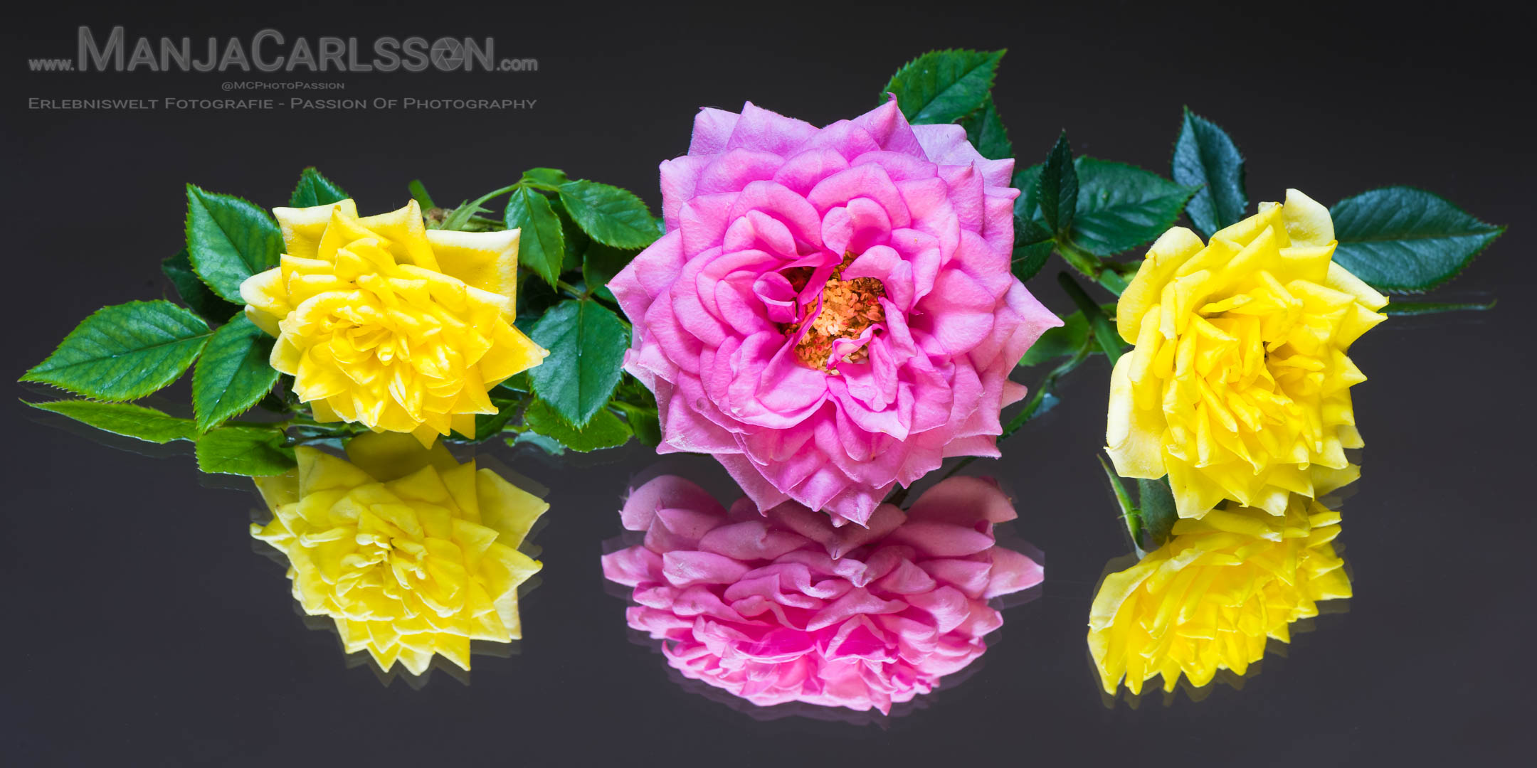 Rosen-Trio - Reflexionen auf Glas mit Gold-Reflektor