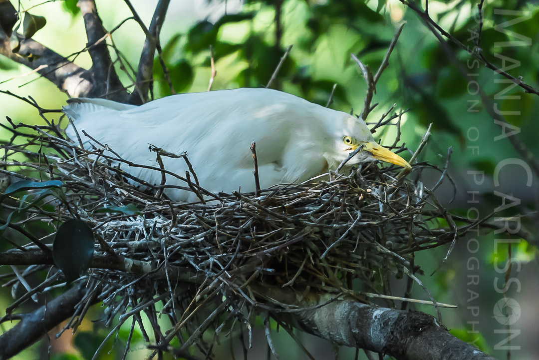 Kuhreiher (Egret - Bubulcus Ibis) beim Brüten ©Manja Carlsson