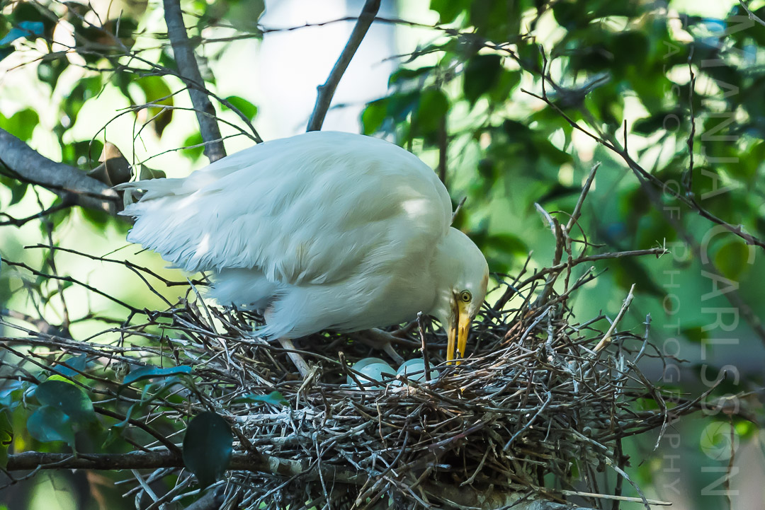 Kuhreiher (Egret - Bubulcus Ibis) beim Brüten ©Manja Carlsson