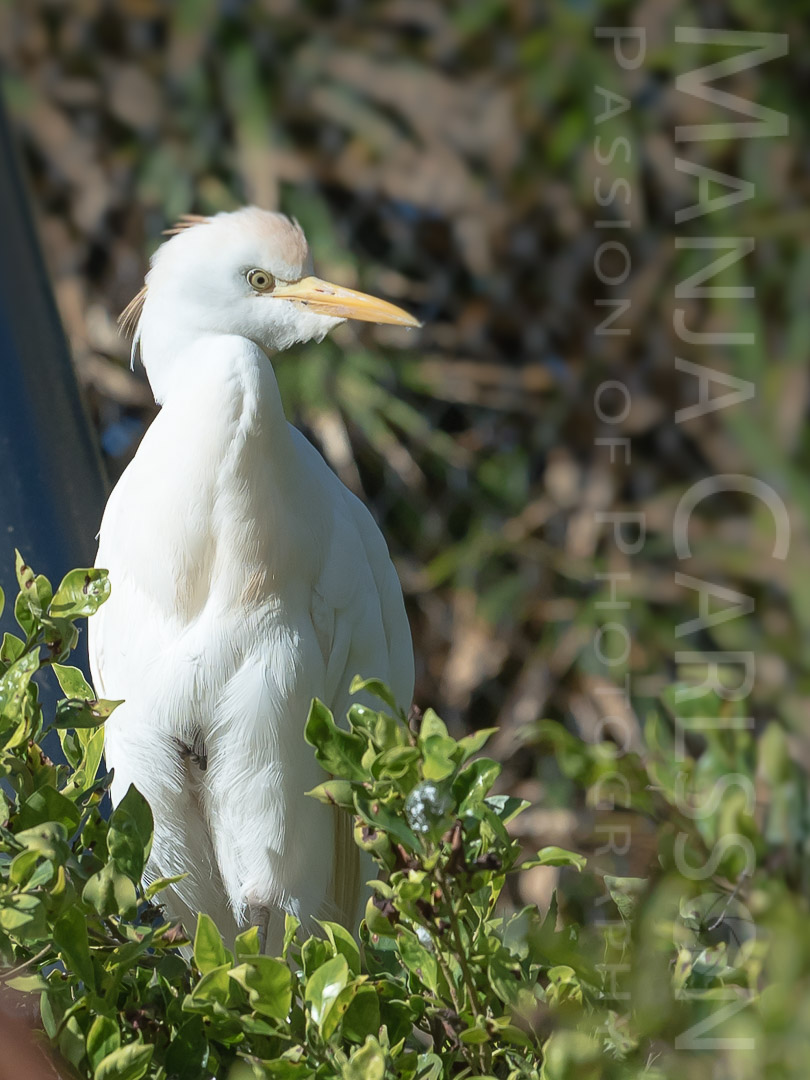 Kuhreiher (Egret - Bubulcus Ibis) ©Manja Carlsson