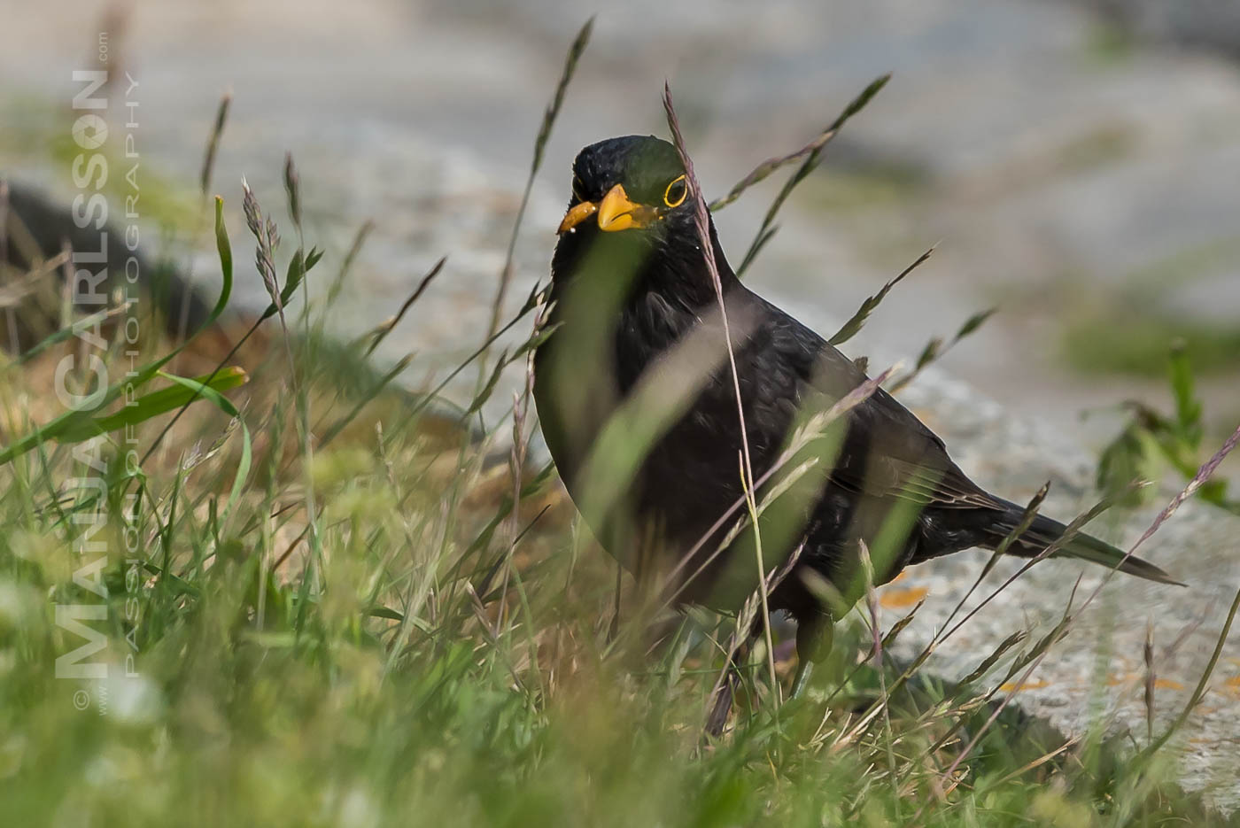 Amsel mit Wurm