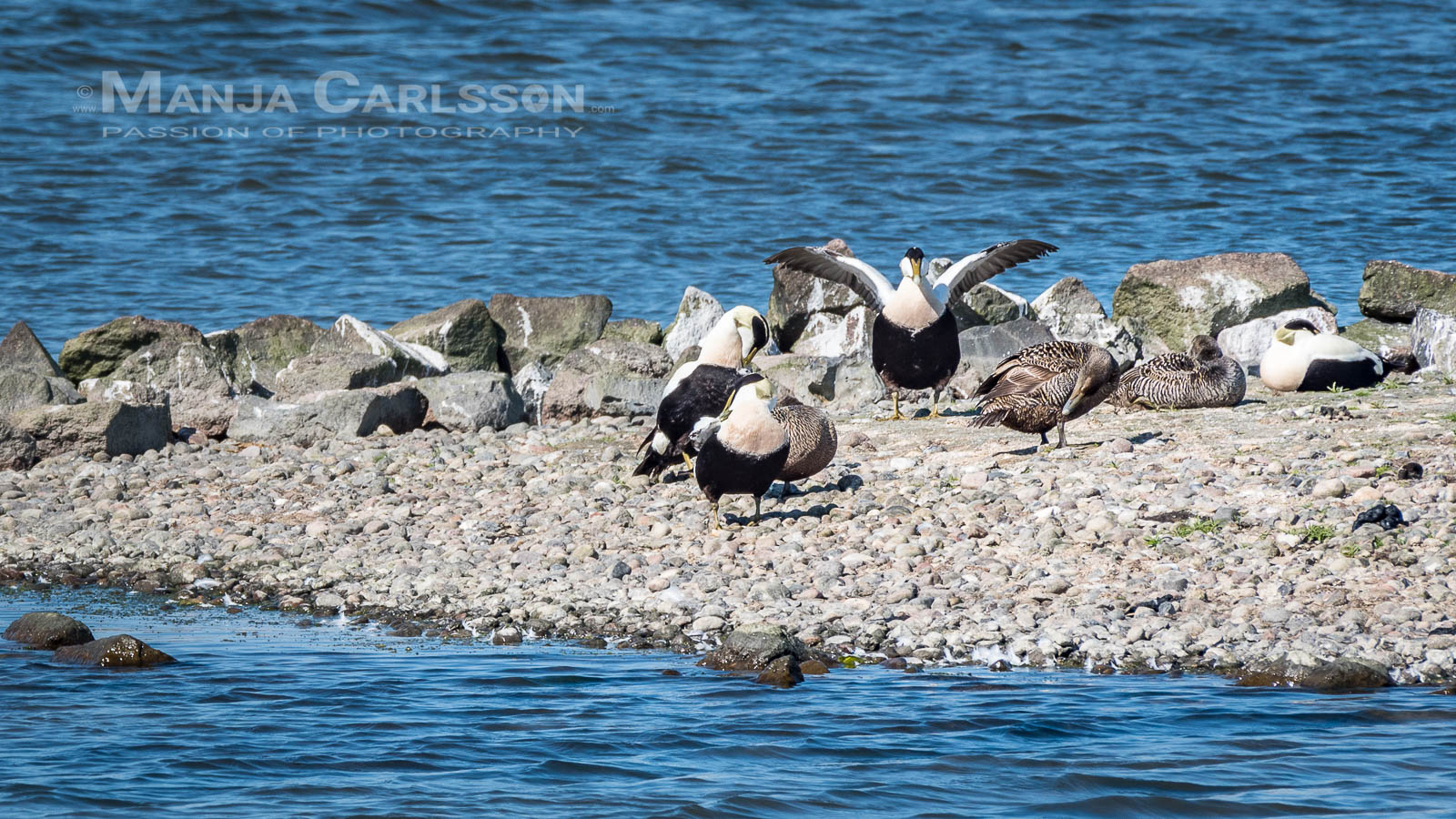 Eiderenten im Rantum Becken auf Sylt