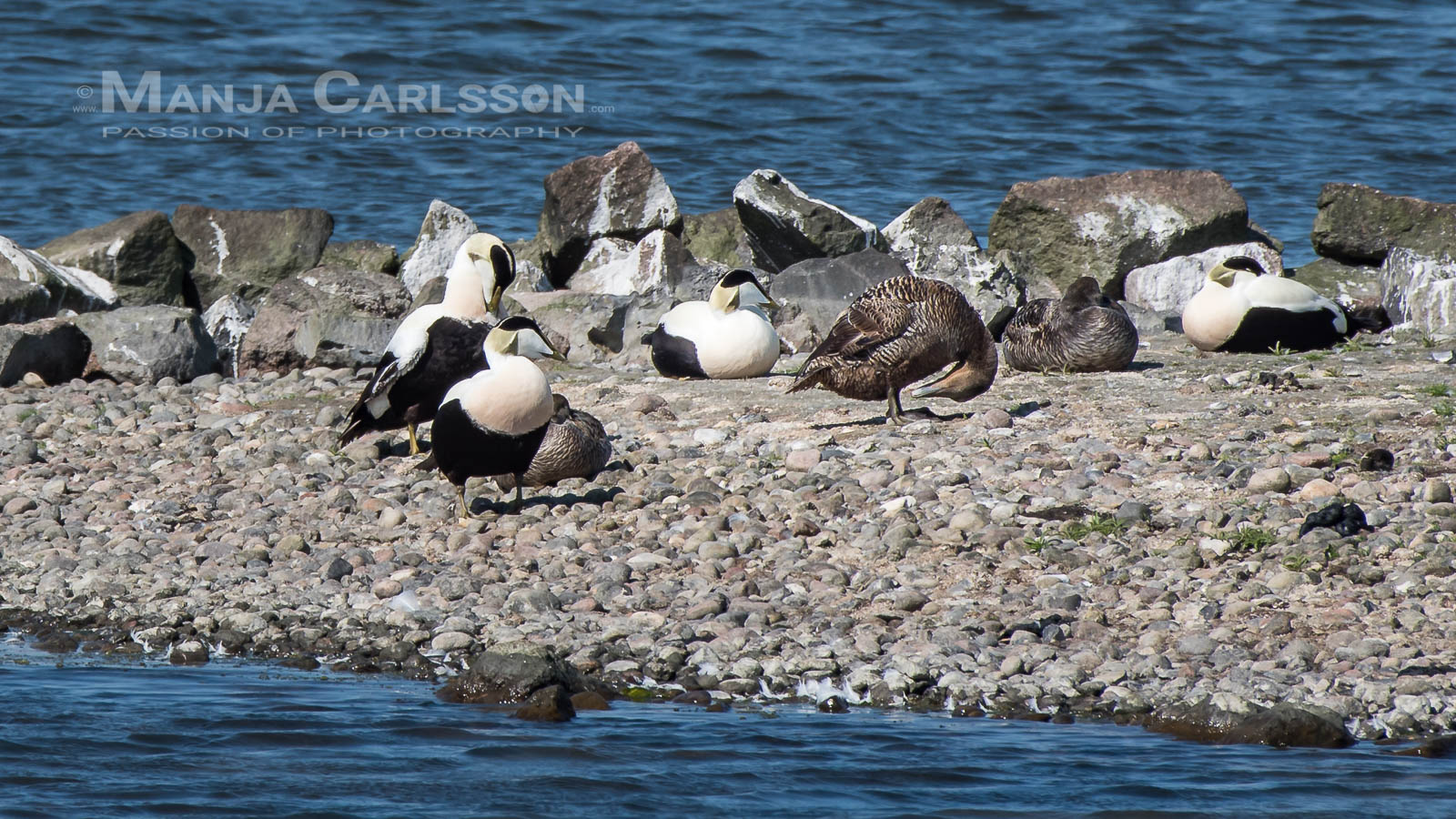 Eiderentenkolonie im Rantum Becken auf Sylt